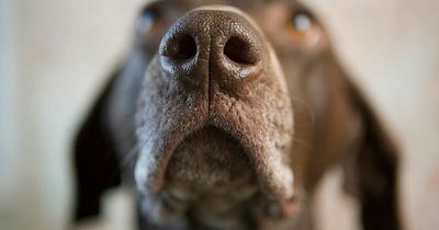 Dogs can smell when a human is stressed, according to new study