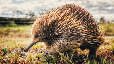 Secret life of echidnas revealed as native animal uses sensory powers to search for food