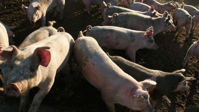 1st Amendment Protects Activist Recordings of Factory Farms, Rules Federal Judge