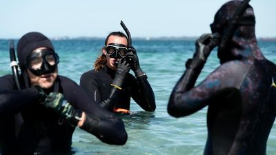 WA's crayfish, dhufish rely on volunteers to drive Australia's largest seagrass restoration project