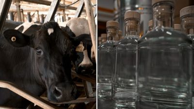 Can alcoholic spirits made from cow's milk benefit Western Australia's struggling dairy industry?