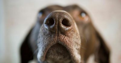 Dogs are able to smell when a person is feeling stressed, study finds