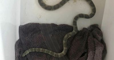 'Deadly venomous' sea snake washes ashore as reptile expert issues warning to public