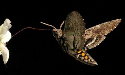 Autumn brings rare butterflies and moths to UK shores