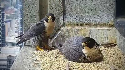 Eggs laid by Melbourne's 367 Collins Falcon start to hatch after love triangle drama