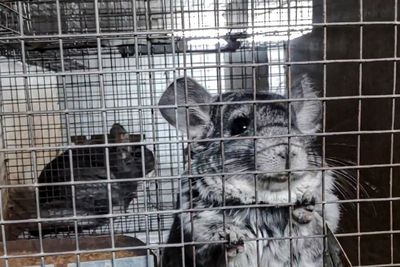 Welfare group reports severe breaches on Romanian fur farms