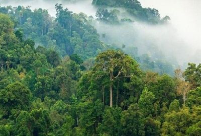 In a warmer rainforest, trees get overheated