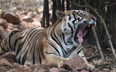 Six tiger reserves to reopen on October 1 in Madhya Pradesh after monsoon shutdown