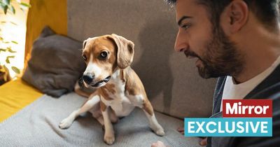 Expert warns of dangerous TikTok trend that could make dogs aggressive and bite