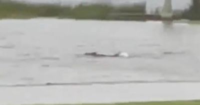 Hurricane Ian: Real-life sharknado as predators swim in city streets amid 155mph winds