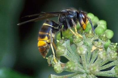 Beekeepers and the public warned to stay ‘vigilant’ over sightings of invasive Asian hornets