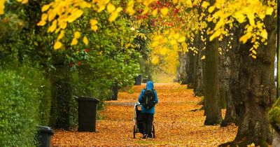 Autumn leaves spectacular may be at risk from climate crisis, says National Trust