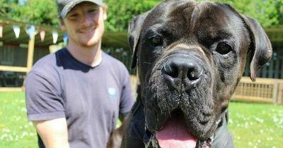 Giant 6ft tall dog finally finds a new home