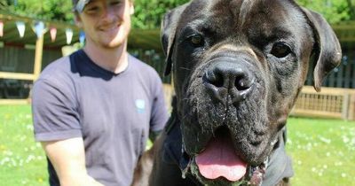 Giant 6ft dog the 'size of a human' finds home after families thought he was too big