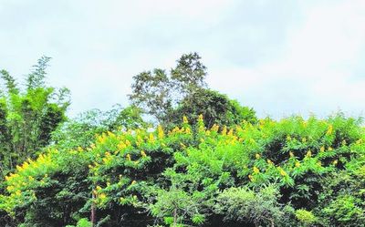 Madras High Court to inspect forest areas in December to assess eradication of exotic and invasive species