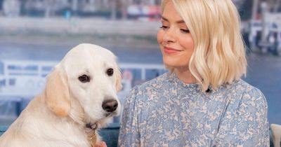 Holly Willoughby shares pet dog's morning routine as she compares him to Chewbacca