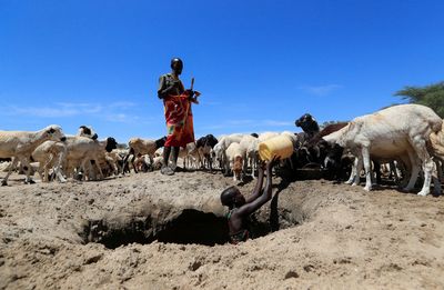 Northern Kenya faces hunger crisis as drought wipes out livestock
