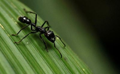 Sci-Five | The Hindu Science Quiz: On ants
