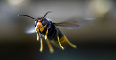 What are Asian Hornets, what do they look like and how dangerous are they?