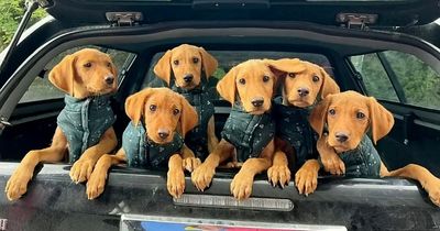 Labrador puppies 'dumped like rubbish' set to fight crime with police