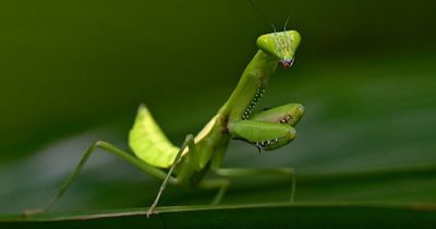 UK bracing itself for invasion of the praying mantis from France