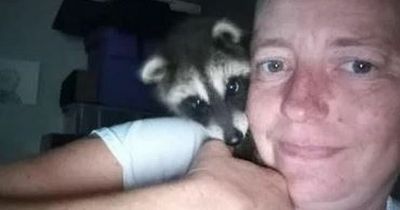 Woman takes pet raccoon into bar before police arrest her and kill the animal