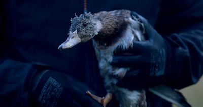 Meet Stumpy - the young duck in desperate need of a prosthetic leg after his dropped off