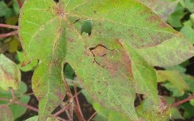 Cotton growers in Yadgir a worried lot as excess moisture in soil damages crops