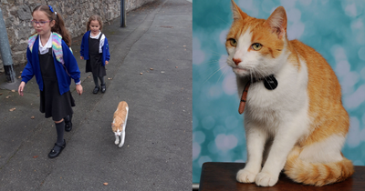 Cat who 'thinks he's a student' sneaks into photo on school picture day