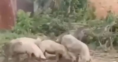 Pigs seen eating dead Russian captain in graphic video shared by Ukrainian fighters