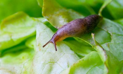 Have all the slugs slithered up north?