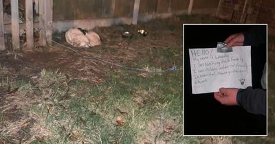 Dog cruelly left tied up outside with sign saying 'I am looking for a family'