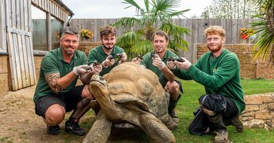 Geriatric giant tortoise Dirk fathers eight babies at 70