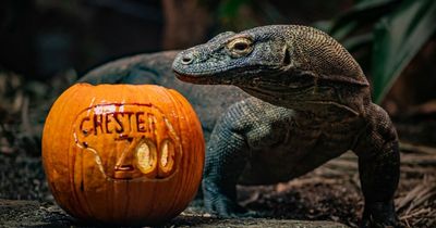 New interactive Halloween-themed trail coming to Chester Zoo