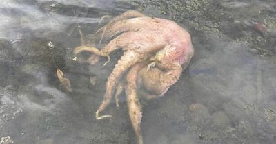 Dead Octopus found in the River Taff