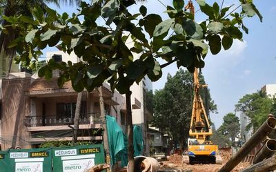 BBMP to cut weak tree branches across Bengaluru