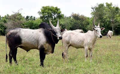 Kangayam cattle: freighted with history and pride of Kongu Nadu