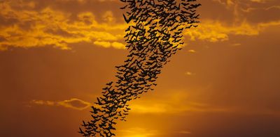 The night is full of animal life, but scientists know very little about it