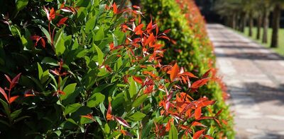 Let's show a bit of love for the lillipilly. This humble plant forms the world's largest genus of trees – and should be an Australian icon