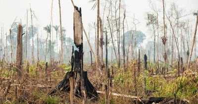 How to save the Amazon rainforest - from cutting down on paper to eating less beef