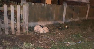 Abandoned dog found tied outside house next to heartbreaking sign from its owner