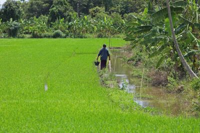 New rice strain able to tolerate flooding