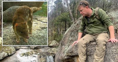 'Live fast, die young': on the hunt for the elusive spotted-tailed quoll