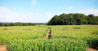 Arnold Oktoberfest event with Bavarian hall cancelled, organisers confirm