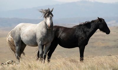 Police investigate threat to ‘firebomb’ national parks office over Kosciuszko horse cull