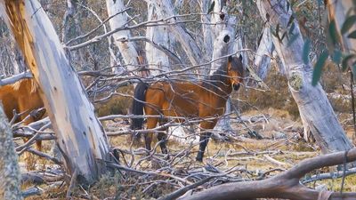 National Parks threatened with 'firebomb' in handwritten letter over feral horse plan
