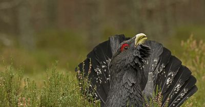 Capercaillie numbers are declining, increasing fears of possible extinction