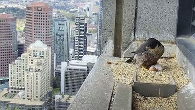 Two eggs from Melbourne's 367 Collins falcon hatch on high-rise, remainder expected to follow