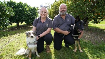 Sniffer dogs employed to detect fruit fly outbreaks in SA's Riverland