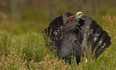 Emergency plan to save the capercaillie bird launched as numbers plummet